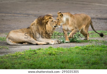 Lion and lioness love game