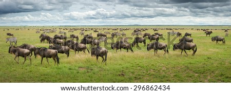 great migration wildebeest and zebras in serengeti plains tanzania
