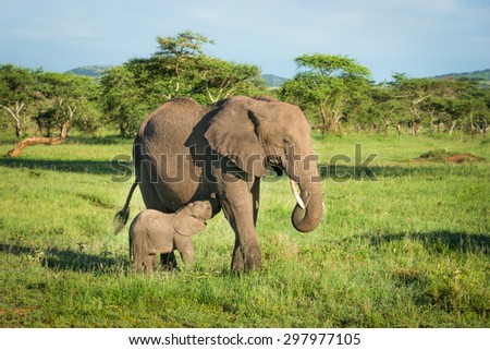 Elephant mother with small baby in african savannah