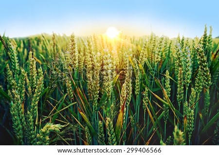 Wheat Crop at Sunset