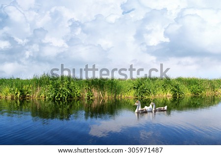 River landscape, cloudy sky, the waves on the water, geese on water, green tourism, travel along the river, boating, river flora and fauna, summer cloudy day, aquatic vegetation.