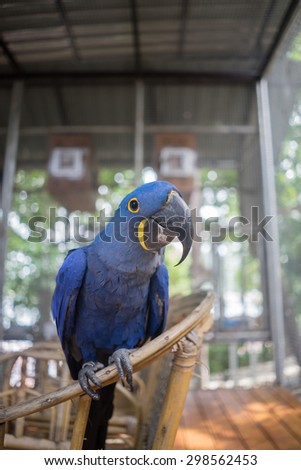 Hyacinth macaw parrot