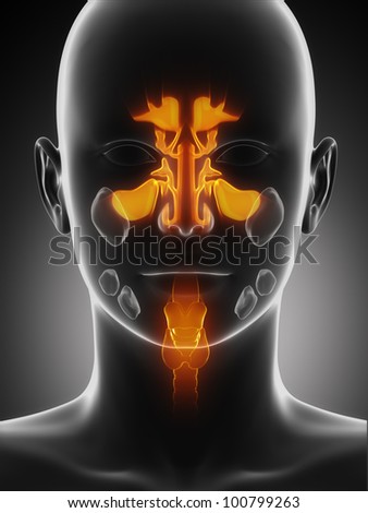 Sinus area with thyroid, trachea, larynx