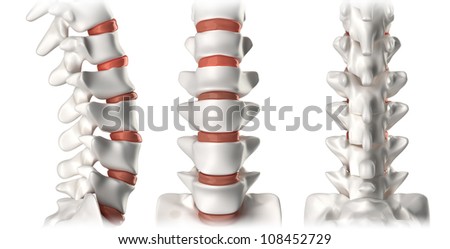 Spine anatomy lumbar region - lateral, anterior, posterior