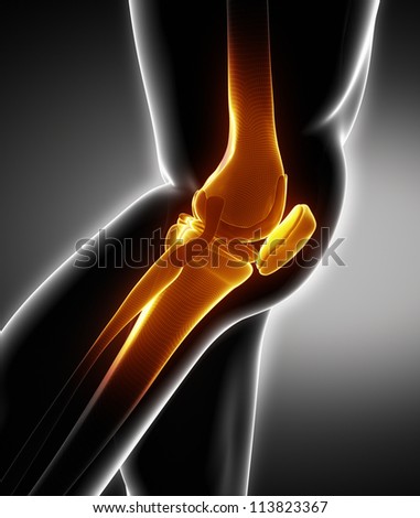 Human Knee Bone Anatomy Left Lateral View Stock Photo 113823367