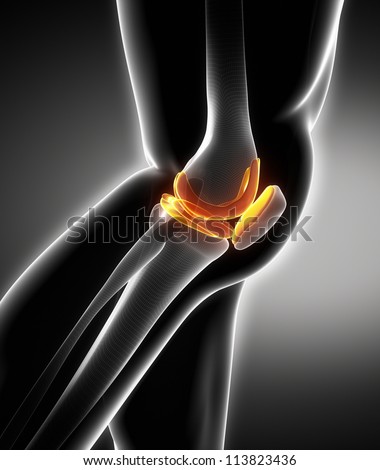 Meniscus and knee cartilage anatomy