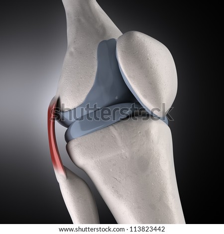 human knee anatomy