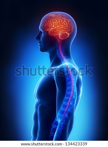 Spinal cord and brain anatomy Spinal cord and brain anatomy