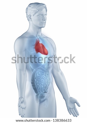 Heart Position Anatomy Man Isolated Lateral View Stock Photo 138386633
