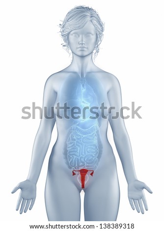 Uterus position anatomy woman isolated