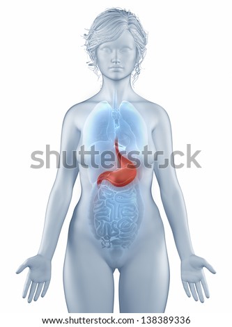 Stomach position anatomy woman isolated