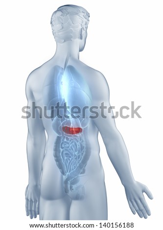 Pancreas position anatomy man isolated posterior view