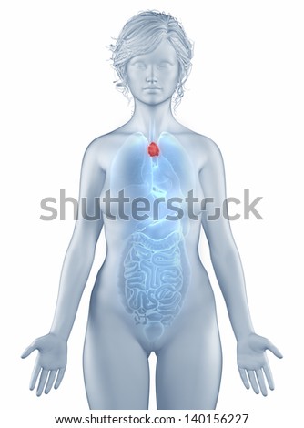 Thymus position anatomy woman isolated