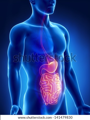 Stomach And Intestine Male Anatomy Anterior X-Ray View