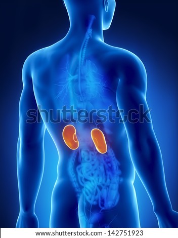 Kidney male anatomy posterior x-ray view