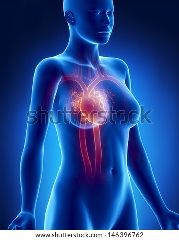 Female HEART anatomy x-ray lateral view Female HEART anatomy x-ray lateral view