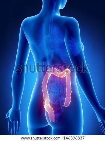 Female COLON anatomy x-ray posterior view Female COLON anatomy x-ray posterior view