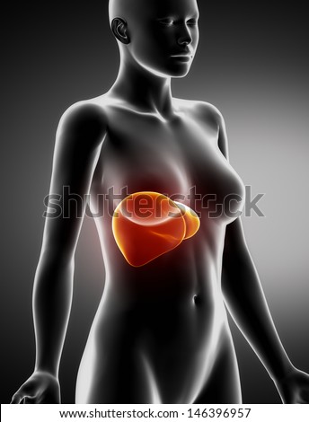 Female LIVER anatomy x-ray lateral view