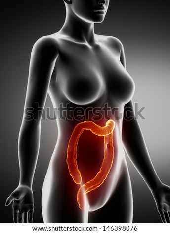 Female COLON anatomy x-ray lateral view