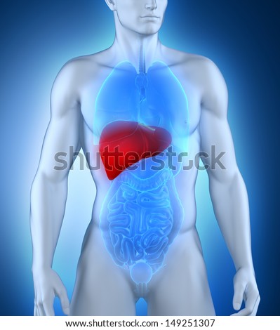 Male liver anatomy