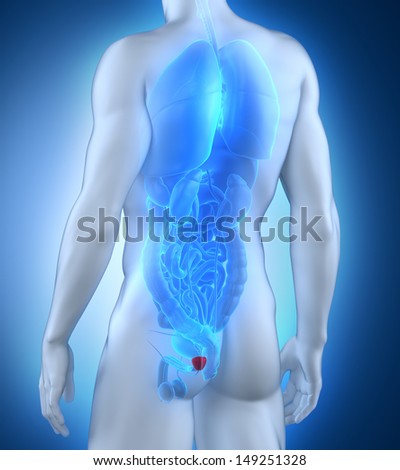 Male prostate anatomy posterior view
