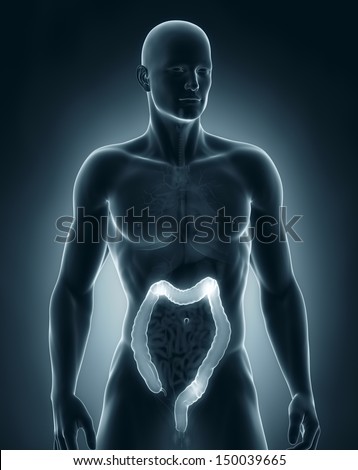 Man colon anatomy anterior view