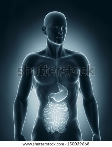 Man digestive system anatomy anterior view