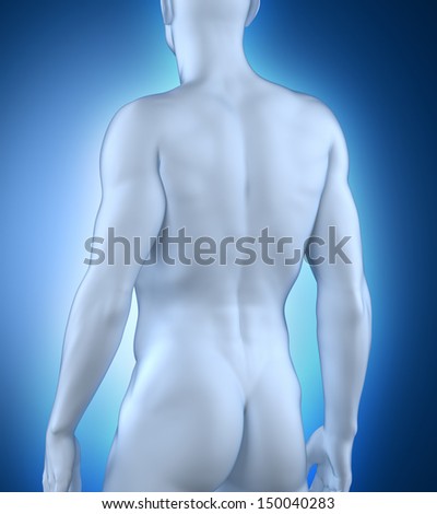 Male anatomy posterior view