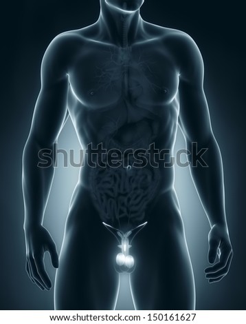 Man genitals anatomy anterior view