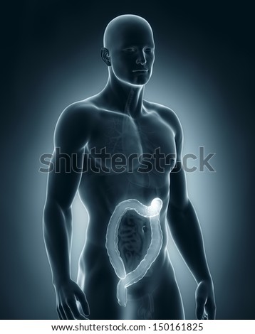 Man colon anatomy