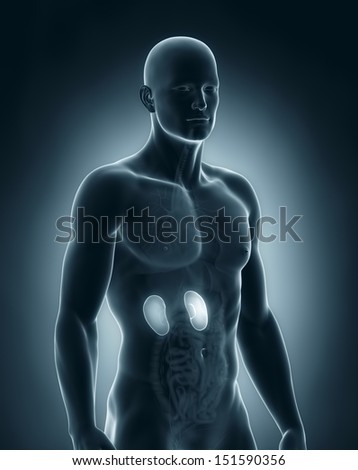 Male thymus anatomy lateral view Male thymus anatomy lateral view