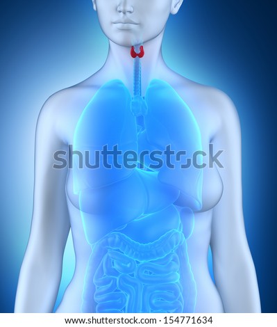Woman thyroid anatomy