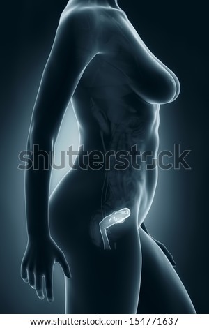 Woman genitalia anatomy