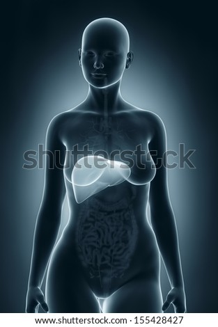Woman liver anatomy