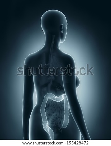 Woman colon anatomy x-ray black posterior view