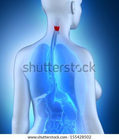Woman larynx anatomy white posterior view