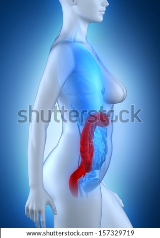 Woman colon anatomy white lateral view