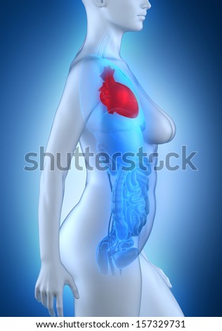 Woman heart anatomy white lateral view