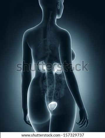 Woman urinary system anatomy x-ray black posterior view