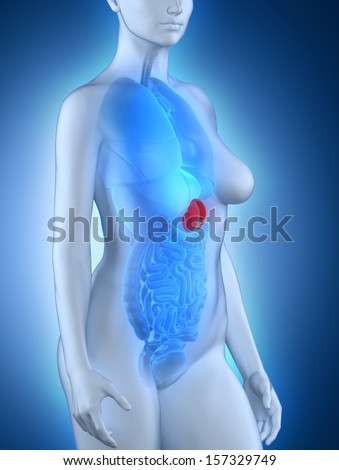Woman spleen anatomy