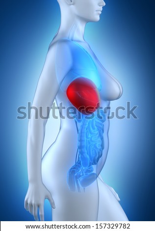 Woman liver anatomy white lateral view