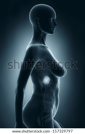 Woman spleen anatomy x-ray lateral view