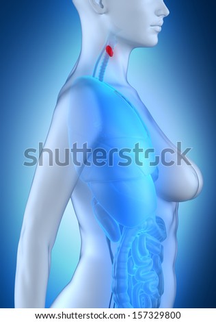 Woman thyroid anatomy white lateral view