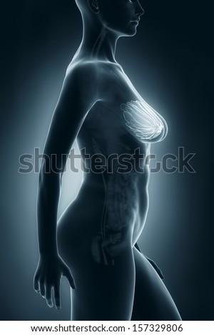 Woman breast anatomy x-ray lateral view