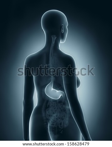 Woman stomach anatomy x-ray black posterior view