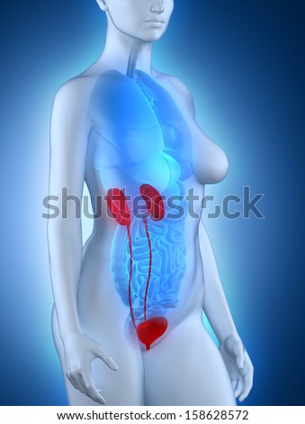 Woman urinary system anatomy