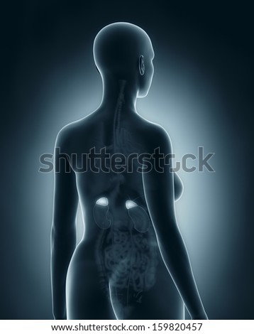 Female adrenal anatomy x-ray black posterior view