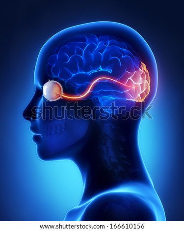 Eye and visual cortex nerves Eye and visual cortex nerves