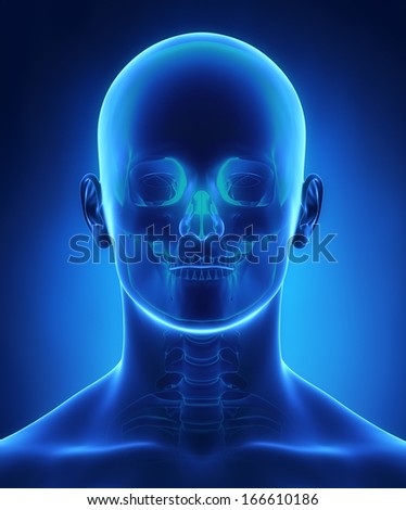 Head and skull anatomy