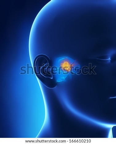 Middle ear anatomy Middle ear anatomy